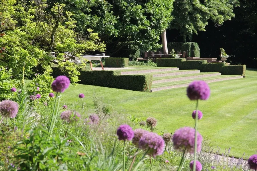 Formal garden with allium flowers and terraced hedges