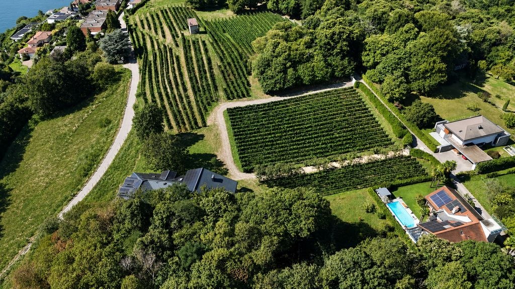 Overhead aerial view of vineyard estate, Porza